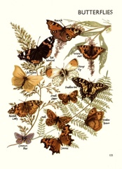 Butterflies